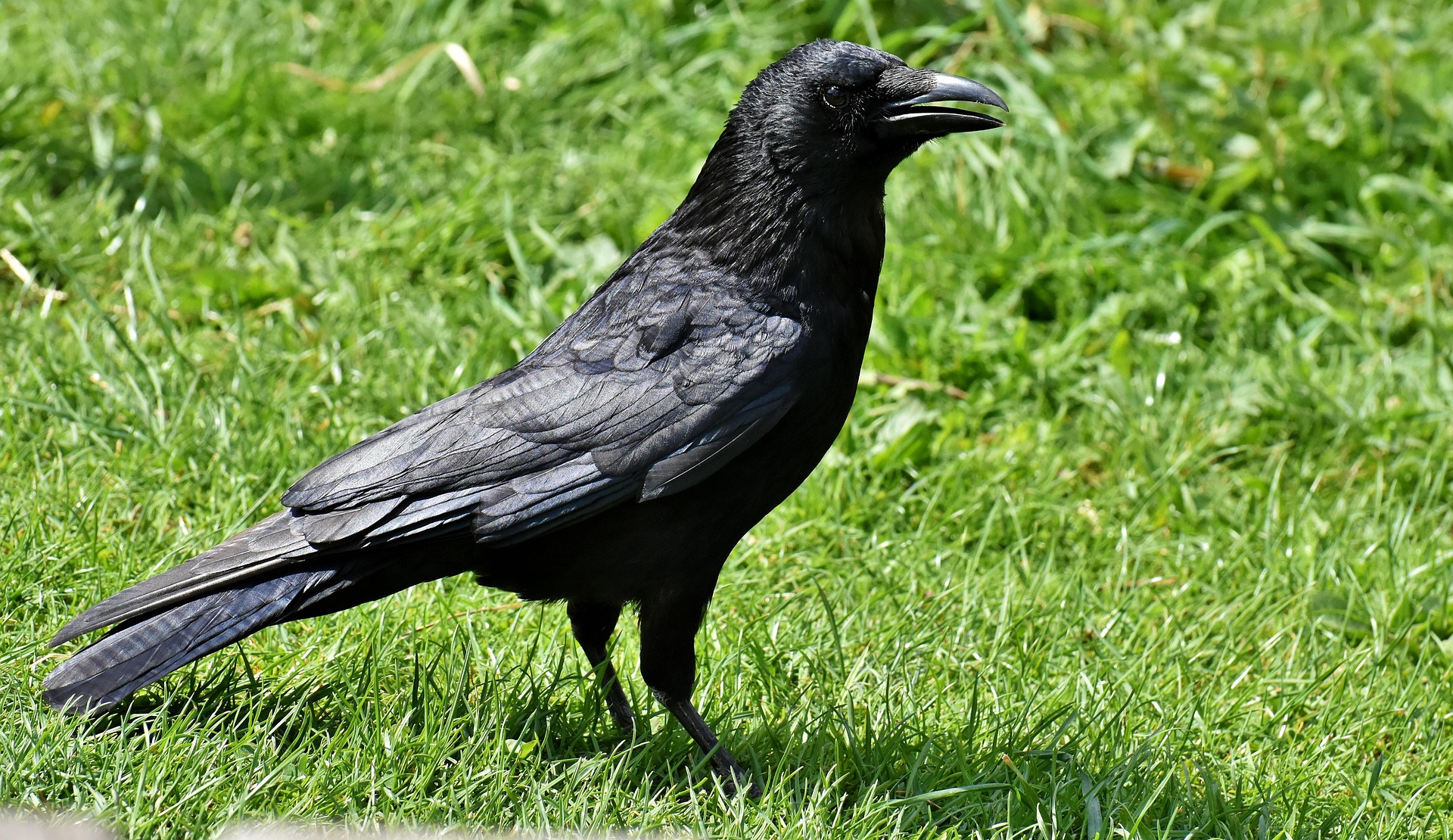 common_raven